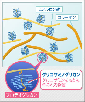 潤腰（じゅんよう）プロテオグリカン含有食品栄養成分